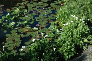 Calla palustris geen maat specificatie cont. 2,0L - image 2