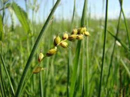 Carex panicea geen maat specificatie 0,55L/P9cm - image 2