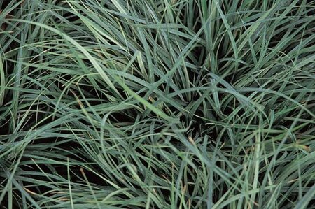 Carex panicea geen maat specificatie 0,55L/P9cm - image 1