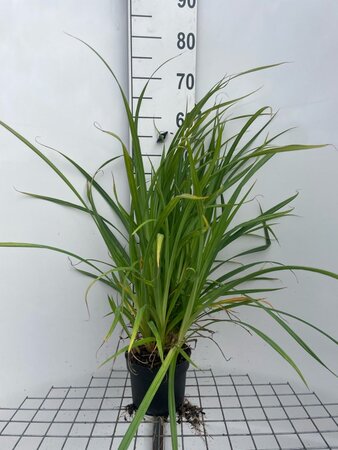 Carex pendula geen maat specificatie cont. 2,0L - image 5