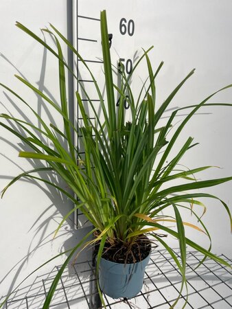 Carex pendula geen maat specificatie cont. 2,0L - image 6