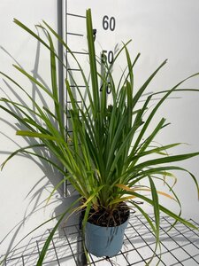 Carex pendula geen maat specificatie cont. 2,0L - image 6