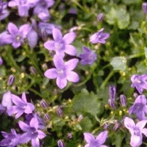 Campanula p. 'Resholt Variety' geen maat specificatie 0,55L/P9cm - afbeelding 1