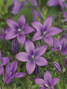 Campanula p. 'Resholt Variety' geen maat specificatie 0,55L/P9cm - afbeelding 2