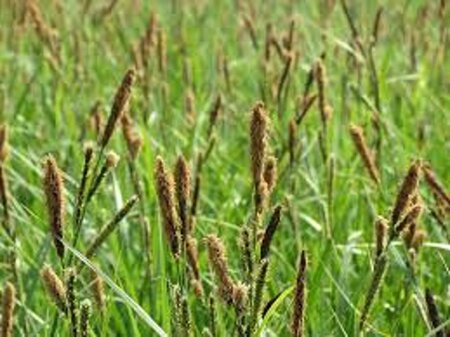 Carex acutiformis geen maat specificatie 0,55L/P9cm - afbeelding 5