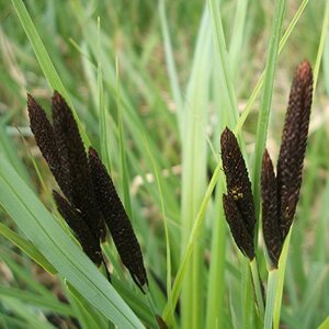 Carex acutiformis geen maat specificatie 0,55L/P9cm - afbeelding 6