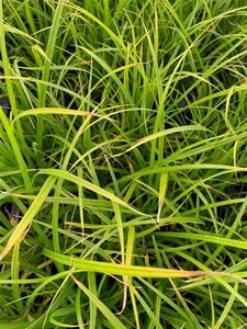 Carex acutiformis geen maat specificatie 0,55L/P9cm - image 7