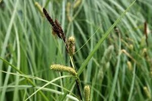 Carex acutiformis geen maat specificatie 0,55L/P9cm - image 4
