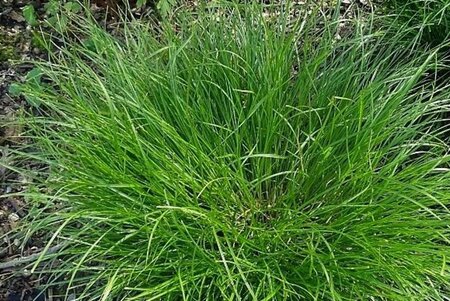 Carex remota geen maat specificatie 0,55L/P9cm - afbeelding 1