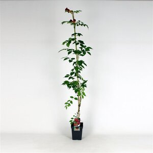 Campsis rad. 'Flamenco' 150-175 cm cont. 5,0L