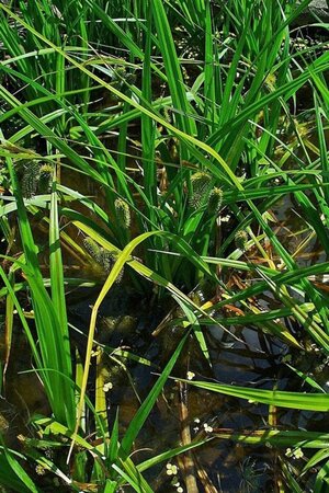 Carex pseudocyperus geen maat specificatie 0,55L/P9cm - image 1