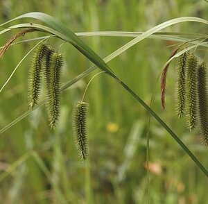 Carex pseudocyperus geen maat specificatie 0,55L/P9cm - image 2