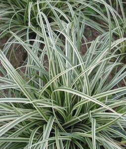 Carex 'Silver Sceptre' geen maat specificatie 0,55L/P9cm
