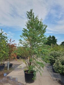 Cercidiphyllum japonicum 300-350 cm container meerstammig - afbeelding 7