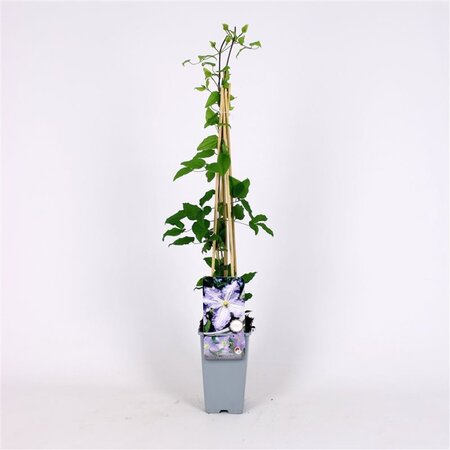 Clematis 'Blekitny Aniol' 70 cm vierkant 2L