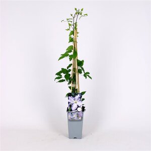 Clematis 'Blekitny Aniol' 70 cm vierkant 2L