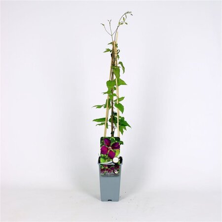 Clematis 'Gipsy Queen' 70 cm vierkant 2L