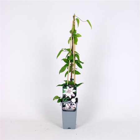 Clematis 'Snow Queen' 70 cm vierkant 2L