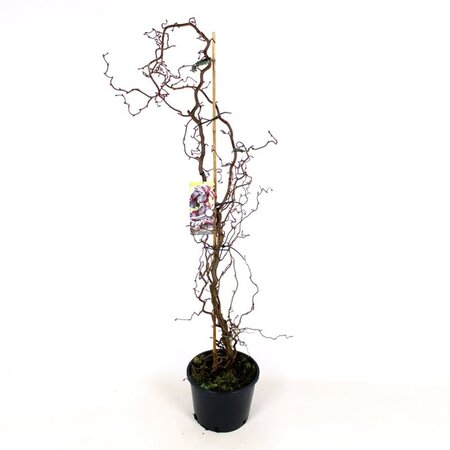 Corylus 'Red Majestic' 175-200 cm cont. 25L single - image 2