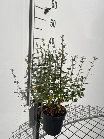 Cotoneaster franchetii geen maat specificatie cont. 1,3L