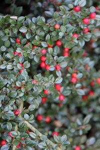 Cotoneaster horizontalis 25-30 cm cont. 2,0L - afbeelding 5