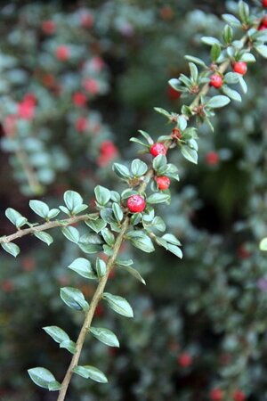 Cotoneaster horizontalis 25-30 cm cont. 2,0L - afbeelding 6