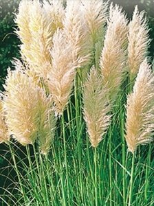 Cortaderia s. 'Evita' geen maat specificatie 0,55L/P9cm