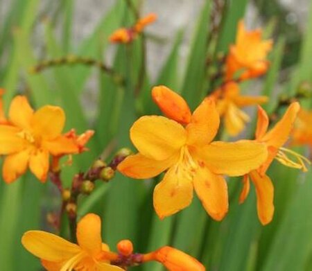 Crocosmia 'Columbus' geen maat specificatie 0,55L/P9cm - image 1