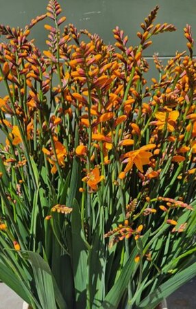 Crocosmia 'Columbus' geen maat specificatie 0,55L/P9cm - image 2