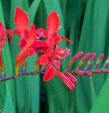 Crocosmia 'Lucifer' geen maat specificatie 0,55L/P9cm - image 2