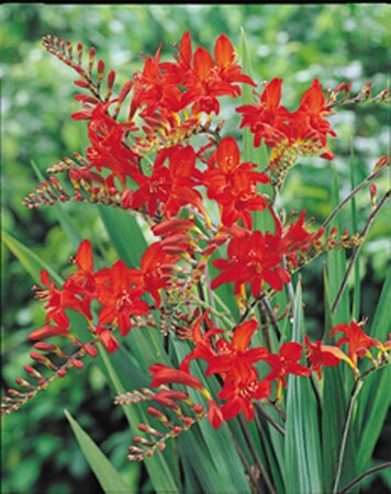 Crocosmia 'Lucifer' geen maat specificatie 0,55L/P9cm - image 4