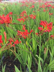Crocosmia 'Lucifer' geen maat specificatie 0,55L/P9cm - image 5