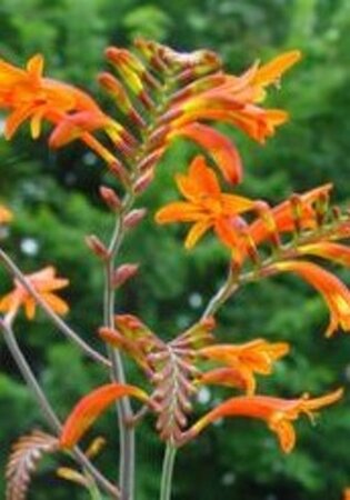 Crocosmia masoniorum geen maat specificatie 0,55L/P9cm