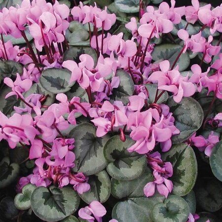 Cyclamen coum geen maat specificatie 0,55L/P9cm - image 2