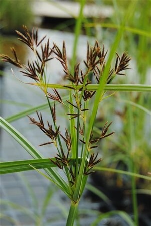 Cyperus longus geen maat specificatie cont. 2,0L