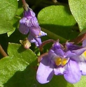 Cymbalaria muralis geen maat specificatie 0,55L/P9cm - afbeelding 1