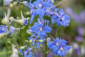 Delphinium (B) 'Cliveden Beauty' geen maat specificatie 0,55L/P9cm - afbeelding 1