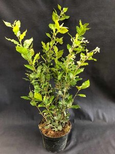 Deutzia gracilis 40-50 cm cont. 3,0L - afbeelding 7