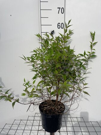 Deutzia rosea 'Campanulata' 50-60 cm cont. 3,0L - afbeelding 2