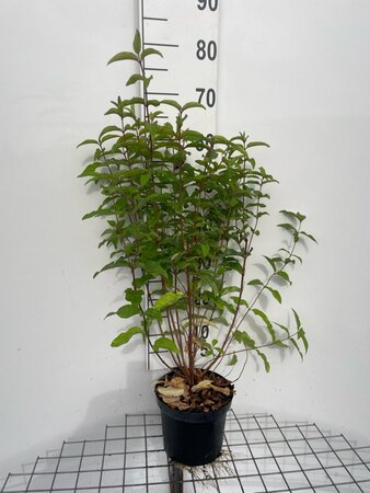 Deutzia scabra 'Plena' 60-80 cm cont. 3,0L - afbeelding 3