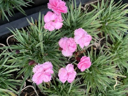Dianthus grat. 'Dinetta Soft Pink' geen maat specificatie 0,55L/P9cm