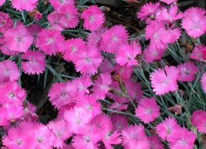 Dianthus grat. 'Feuerhexe' geen maat specificatie 0,55L/P9cm