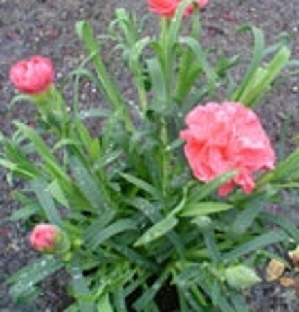 Dianthus (PL) 'Heidi' geen maat specificatie 0,55L/P9cm