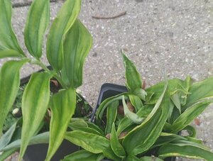Disporopsis pernyi geen maat specificatie 0,55L/P9cm