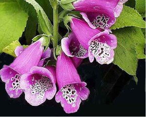 Digitalis purp. 'Gloxiniiflora' geen maat specificatie 0,55L/P9cm - afbeelding 1