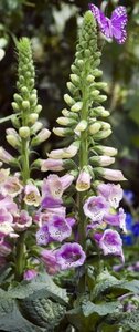 Digitalis purp. 'Gloxiniiflora' geen maat specificatie 0,55L/P9cm - afbeelding 2