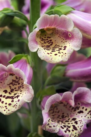 Digitalis purp. 'Gloxiniiflora' geen maat specificatie 0,55L/P9cm - afbeelding 3