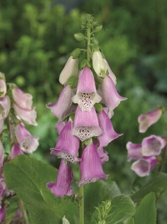 Digitalis purp. 'Gloxiniiflora' geen maat specificatie 0,55L/P9cm - afbeelding 4