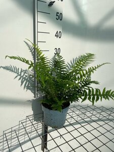 Dryopteris affinis geen maat specificatie cont. 2,0L - afbeelding 3