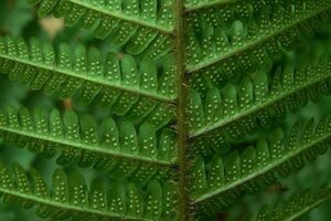 Dryopteris affinis geen maat specificatie 0,55L/P9cm